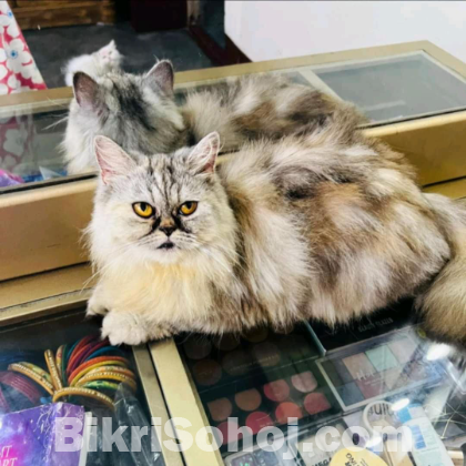 Persian cat